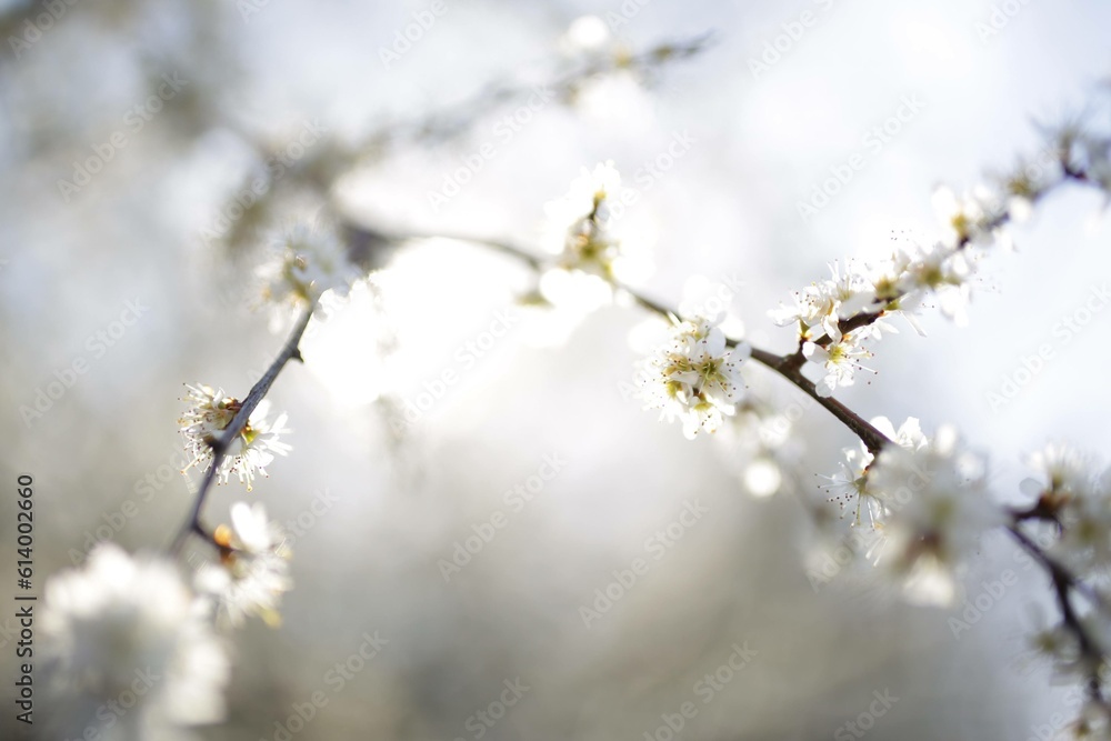 Beautiful cherry tree blossoming on spring. Beauty in nature. Tender cherry branches on sunny spring day outdoors. Blooming white tree. white flowering spring bush in the sunshine Beautiful cherry tree blossoming on spring. Beauty in nature. Tender cherry branches on sunny spring day outdoors. Blooming white tree. white flowering spring bush in the sunshine