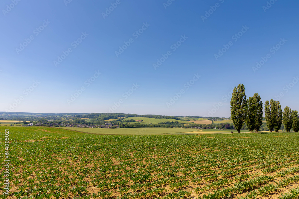 Summer landscape, The terrain of hilly countryside in Zuid-Limburg, Small houses on hillside with green grass meadow and farmland, Gulpen-Wittem is a villages in Dutch province of Limburg, Netherlands