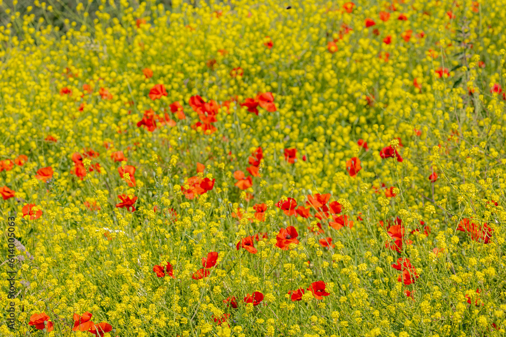 Selective focus of multicolored wildflowers growing on green grass meadow in spring, Red papaver rhoeas (Common poppy) Yellow Rapeseed or Oilseed rape occur (Sinapis alba) Natural floral background.