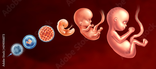 Fotografia Embryo Development Stages and Embryology or Embryogenesis as a sperm and egg wit