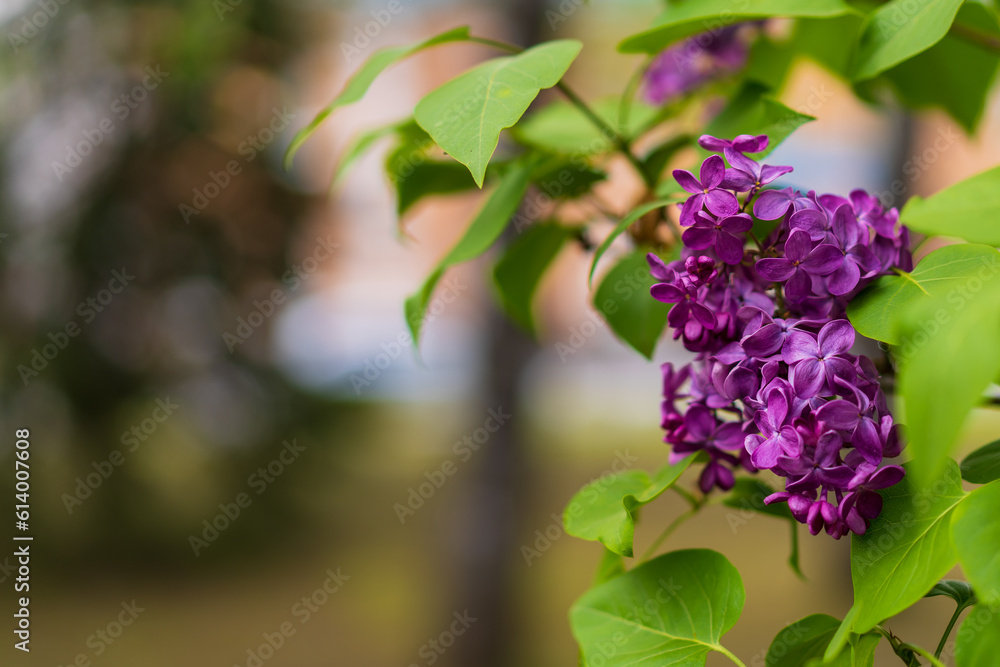 Blooming lilac. Flowers close-up. Background with selective focus and copy space Blooming lilac. Flowers close-up. Background with selective focus and copy space