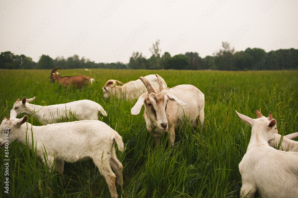 Obraz premium Saanan dairy goats on a small farm in Ontario, Canada.