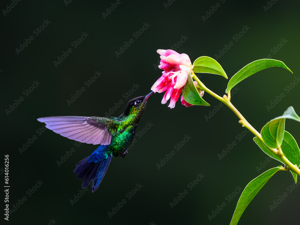 Obraz premium Fiery-throated Hummingbird in flight feeding on pink flower against green background