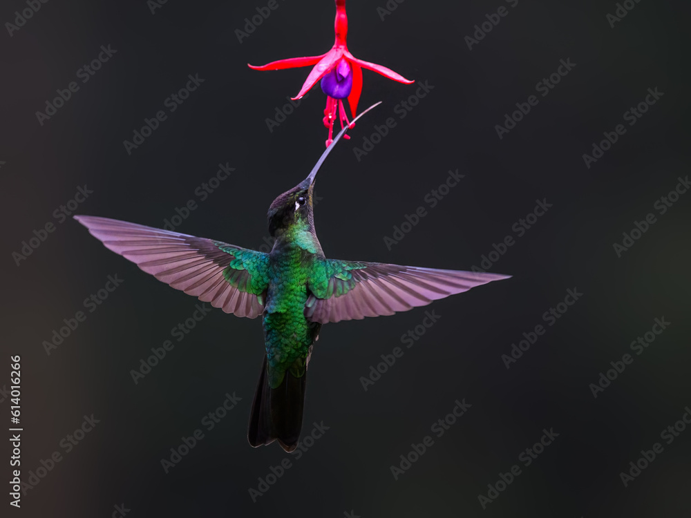 Obraz premium Talamanca Hummingbird in flight feeding on a pink flower