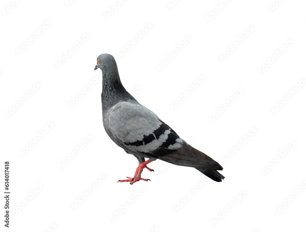 Single wild pigeon standing isolated on white background with clipping path. in png file format