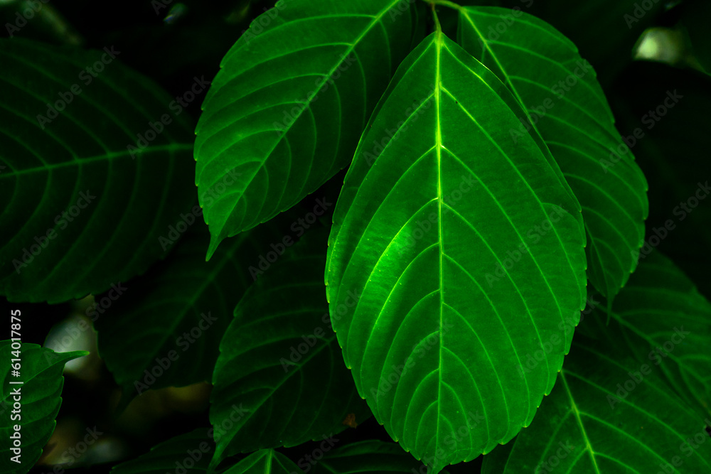 close up of green leaves close up of green leaves