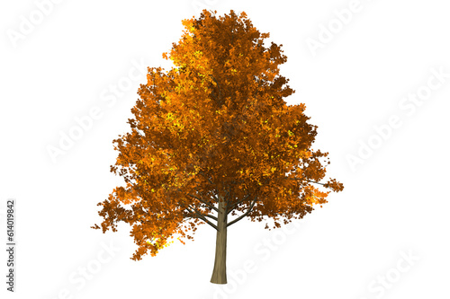 Autumn Tree 