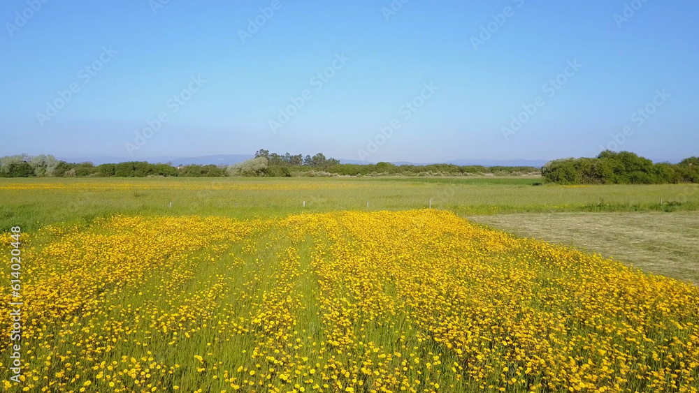 Yellow daisies field