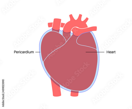 Heart wall anatomy