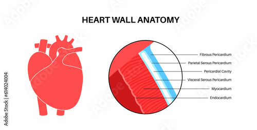 Heart wall anatomy