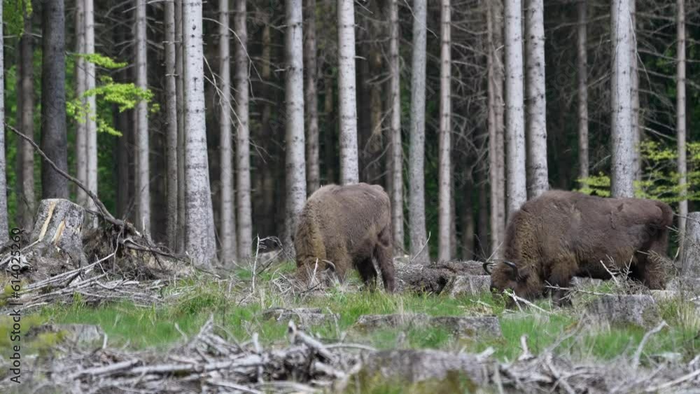 slow motion of wild living European wood Bison, also Wisent or Bison Bonasus, is a large land mammal and was almost extinct in Europe, but now reintroduced to the Roothaarsteig mountains in Sauerland. slow motion of wild living European wood Bison, also Wisent or Bison Bonasus, is a large land mammal and was almost extinct in Europe, but now reintroduced to the Roothaarsteig mountains in Sauerland.