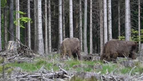 slow motion of wild living European wood Bison, also Wisent or Bison Bonasus, is a large land mammal and was almost extinct in Europe, but now reintroduced to the Roothaarsteig mountains in Sauerland. photo