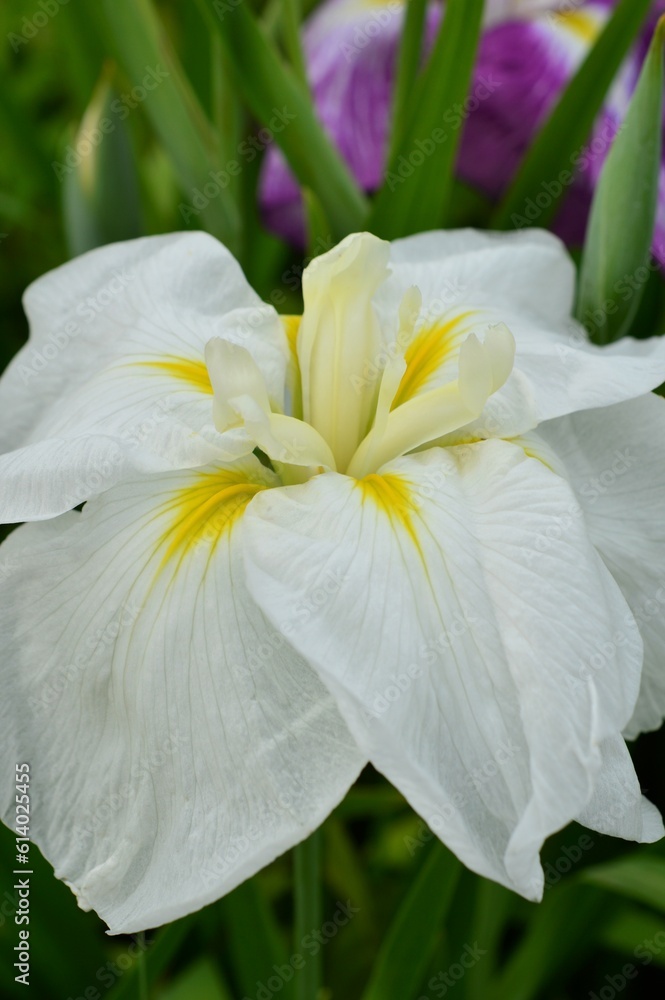 Obraz premium 花菖蒲 (はなしょうぶ)ハナアヤメ 白