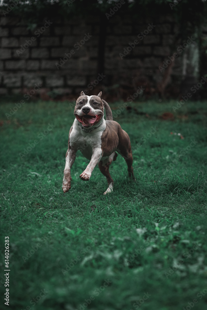 american staffordshire terrier, pitbull dog running