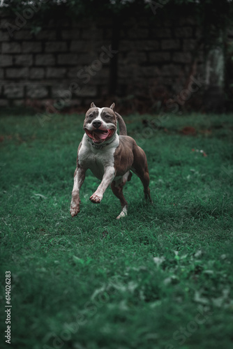american staffordshire terrier, pitbull dog running