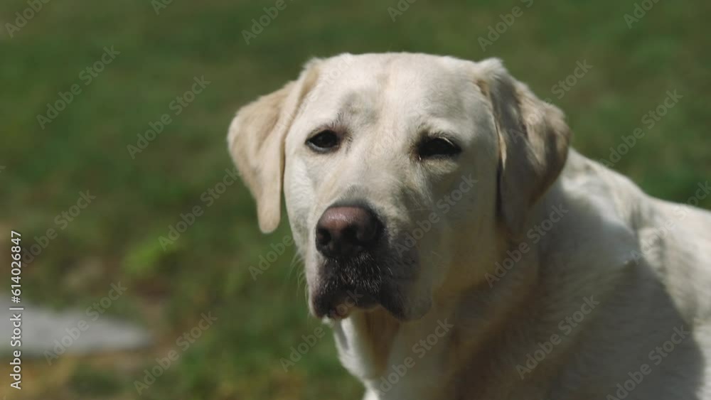 Labrador retriever puppy dog eyes face closeup, paying attention to owner slow motion cinematic footage Labrador retriever puppy dog eyes face closeup, paying attention to owner slow motion cinematic footage