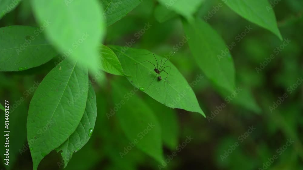 葉に乗るザトウムシ