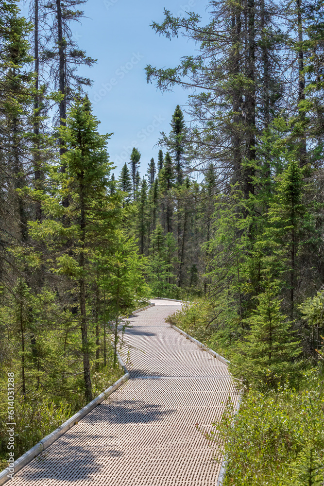 Fototapeta premium Floating accessible boardwalk trail through coniferous bog wetland in northern Minnesota