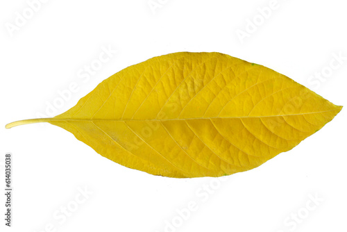 yellow leaf isolated on white