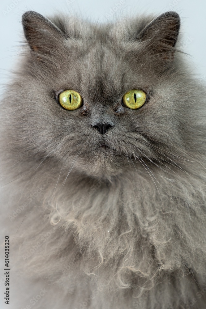 Persian Cat Headshot in Studio