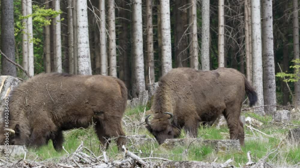 slow motion of wild living European wood Bison, also Wisent or Bison Bonasus, is a large land mammal and was almost extinct in Europe, but now reintroduced to the Roothaarsteig mountains in Sauerland. slow motion of wild living European wood Bison, also Wisent or Bison Bonasus, is a large land mammal and was almost extinct in Europe, but now reintroduced to the Roothaarsteig mountains in Sauerland.