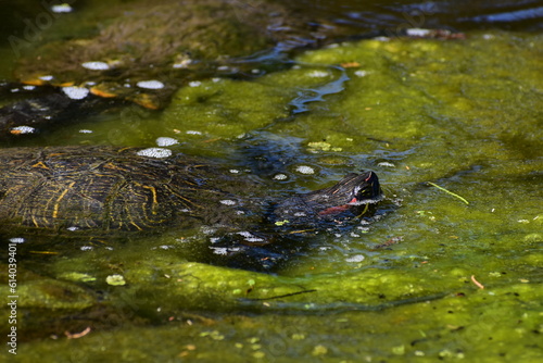 Turtle Peeking