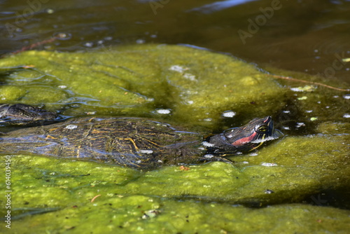 Turtle Peeking Swimming
