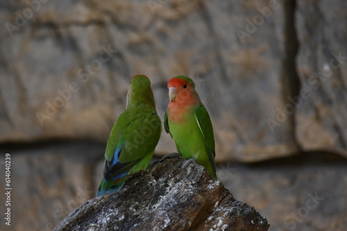 Two Birds on a Log