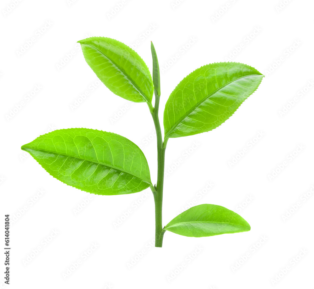 tea leaf on transparent png tea leaf on transparent png