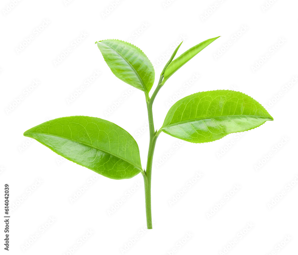 tea leaf on transparent png tea leaf on transparent png
