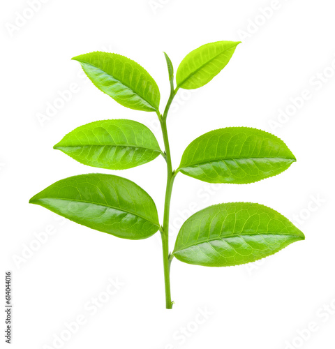 tea leaf on transparent png