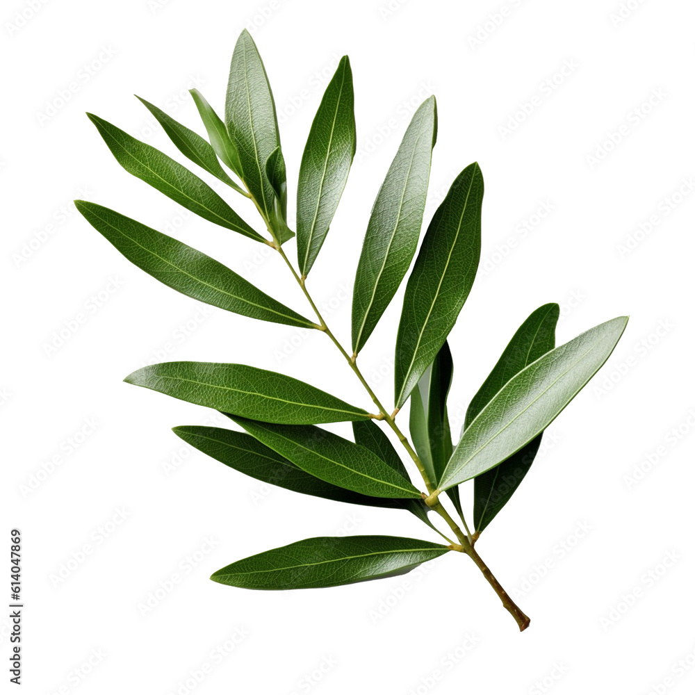Olive Leaf isolated on background with Generative AI Olive Leaf isolated on background with Generative AI