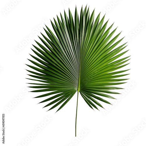 Palm Leaf isolated on background with Generative AI