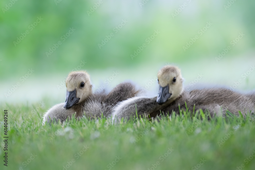 Canadian Geese goslings in Stanley Park in Vancouver Canadian Geese goslings in Stanley Park in Vancouver