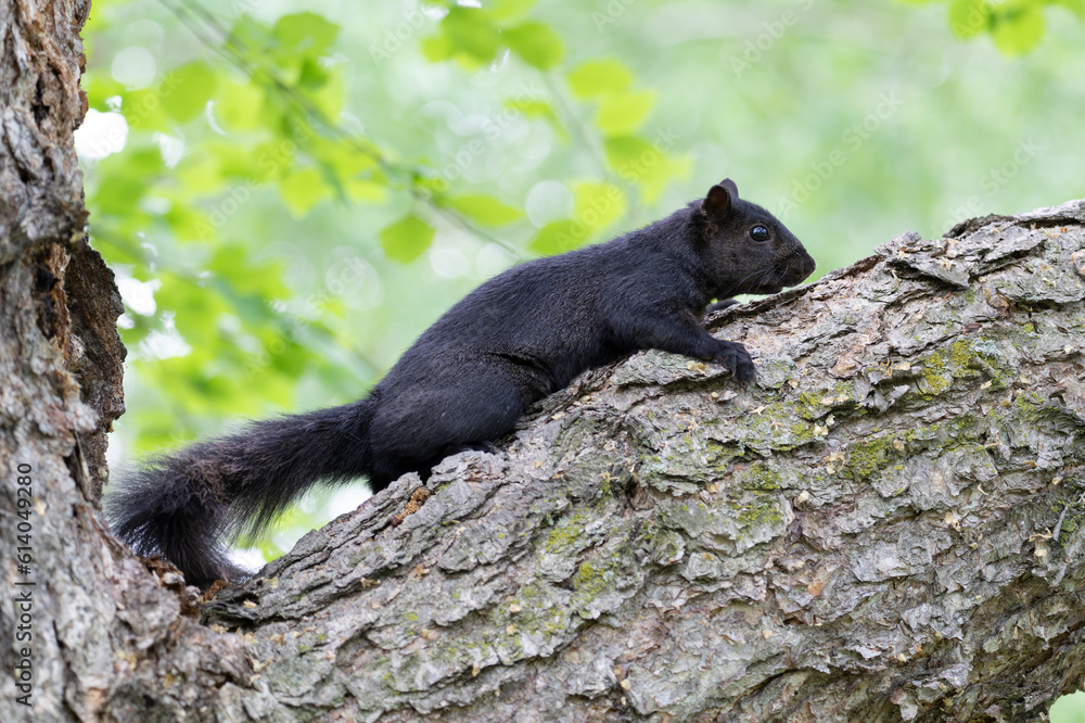 Obraz premium Squirrels found in Canadian parks. There are 22 species of squirrels in Canada. They were introduced to Stanley Park in 1909 and on southern Vancouver Island in 1966. Small in statue, big in character