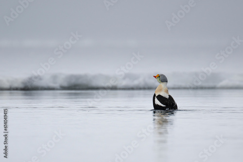 Canadian high arctic King Eider on the floe edge of Baffin Bay