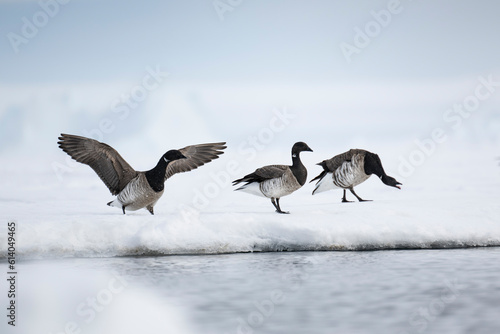 Canadian high arctic Arctic geese on the floe edge of Baffin Bay photo