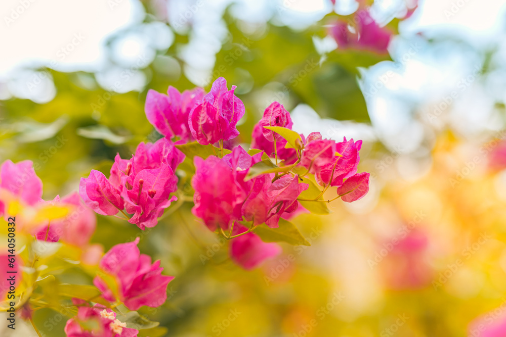 Obraz premium Beautiful nature closeup bougainvillea flowers natural green lush foliage blurred summer background. Abstract peaceful ecology landscape with flowers meadow. Dream sunset love blooming floral macro