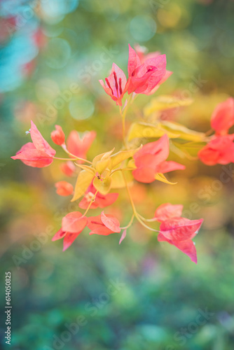 Beautiful nature closeup bougainvillea flowers natural green lush foliage blurred summer background. Abstract peaceful ecology landscape with flowers meadow. Dream sunset love blooming floral macro