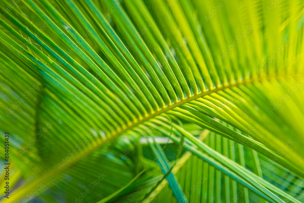 Beautiful abstract nature background, fresh green palm leaves, sunshine blurred lush foliage. Natural closeup summer plants wallpaper. Wellbeing palm leaf texture natural tropical green sunny pattern Beautiful abstract nature background, fresh green palm leaves, sunshine blurred lush foliage. Natural closeup summer plants wallpaper. Wellbeing palm leaf texture natural tropical green sunny pattern