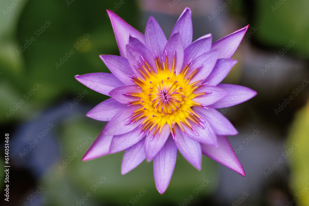 Purple lotus water lily blooming on pond water surface and dark blue leaves. Purity serene flower background, aquatic plant. Beautiful nature closeup, spa zen wellbeing floral concept. Tranquil macro Purple lotus water lily blooming on pond water surface and dark blue leaves. Purity serene flower background, aquatic plant. Beautiful nature closeup, spa zen wellbeing floral concept. Tranquil macro