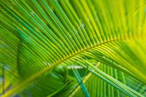 Beautiful abstract nature background  fresh green palm leaves  sunshine blurred lush foliage. Natural closeup summer plants wallpaper. Wellbeing palm leaf texture natural tropical green sunny pattern