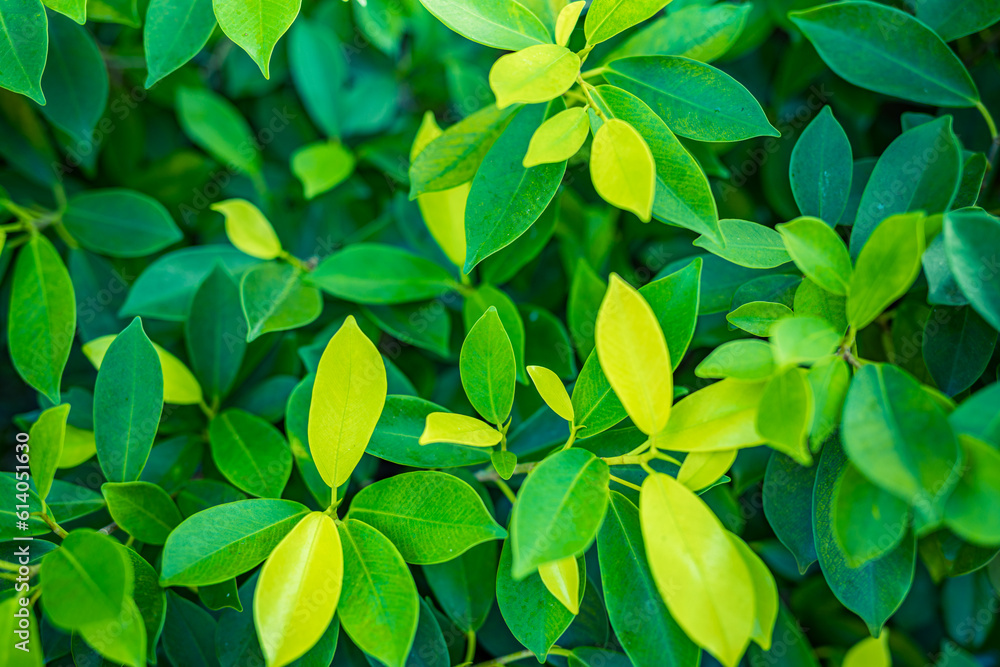 Beautiful abstract nature pattern, fresh green leaves in sunshine. Relaxing wellbeing tranquil natural plant texture. Summer closeup, peaceful top view in garden park. Lush foliage Earth environment Beautiful abstract nature pattern, fresh green leaves in sunshine. Relaxing wellbeing tranquil natural plant texture. Summer closeup, peaceful top view in garden park. Lush foliage Earth environment