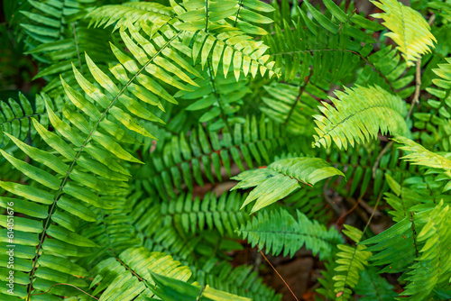 Green bush of fern in the forest. Fresh green fern leaves after the rain, top nature view. Beautiful leaves of a fern, close-up. Dense green foliage, macro. Green fern plant in close up
