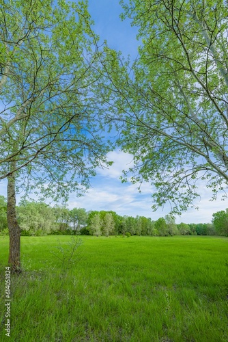 Summer meadow big trees with fresh green leaves, closeup view with soft morning light blue sky. Serene nature landscape, countryside calm peaceful scenic field. Tranquil outdoors seasonal natural view