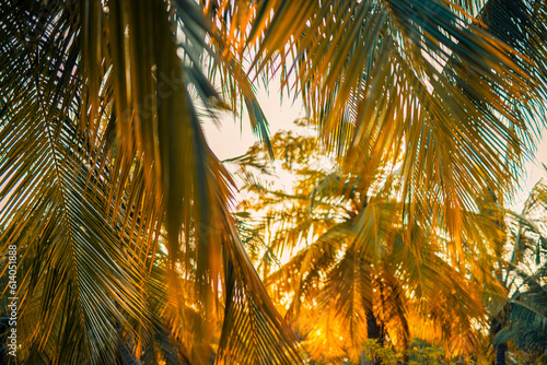 Tropical background sunset coconut palm leaves. Closeup nature view of palm leaves background textures. Abstract relaxing natural sunlight. Exotic nature pattern, botany jungle, artistic foliage lush