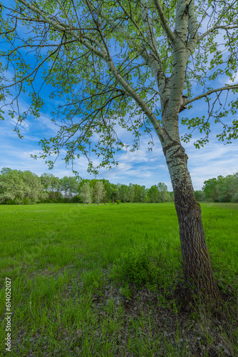 Summer meadow big trees with fresh green leaves, closeup view with soft morning light blue sky. Serene nature landscape, countryside calm peaceful scenic field. Tranquil outdoors seasonal natural view