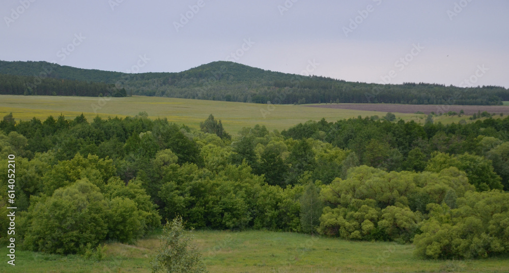 Зелёный лес