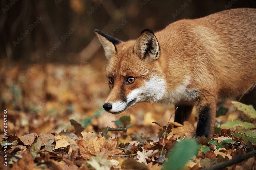 fox on autumn forest