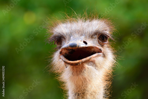 ostrich head © Lilian